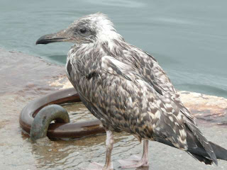 Concarneau