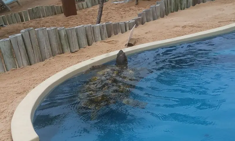 tortue en convalescence