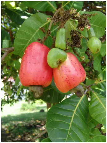 You are currently viewing Brésil 2016 – 07 – Pipa, le paradis des surfeurs branchés