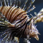 pterois volitans